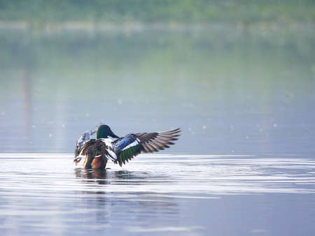 Spot Billed Duckの写真素材