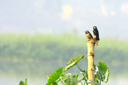 Starling Coupleの写真素材