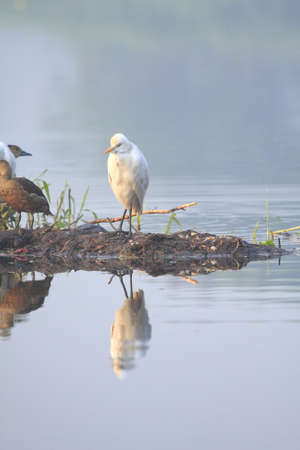 Egretの写真素材
