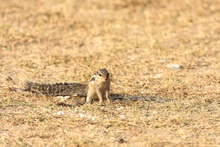 Squirrelの写真素材