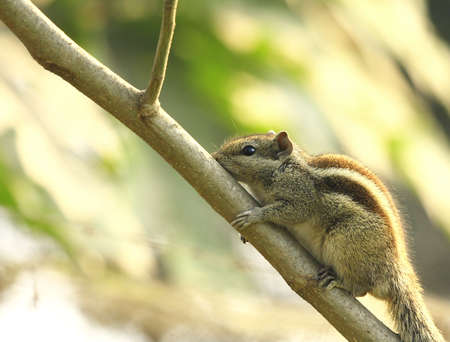 Squirrelの写真素材