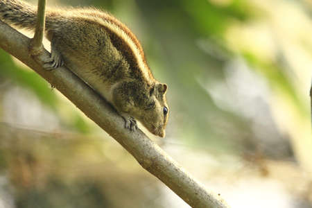 Squirrelの写真素材