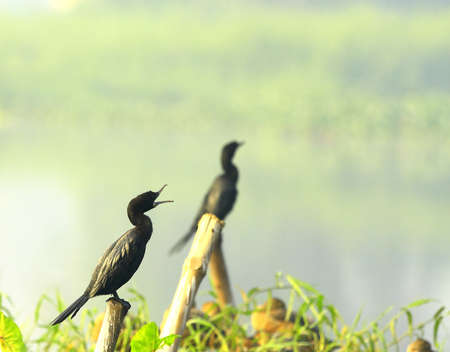 Cormorant Coupleの写真素材