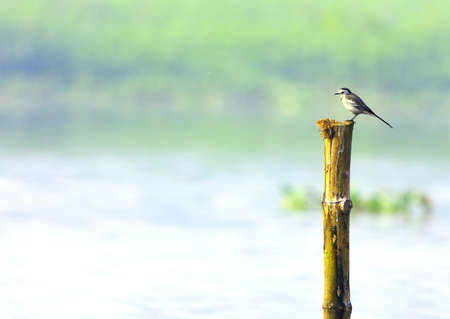 Wagtailの写真素材