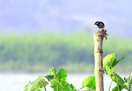 Starlingの写真素材