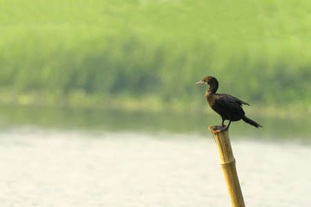 Cormorantの写真素材
