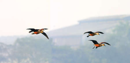 Spot Bill Ducks flyingの写真素材