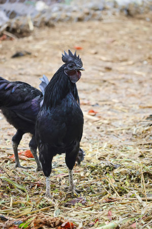 A black rooster standing in style.の写真素材