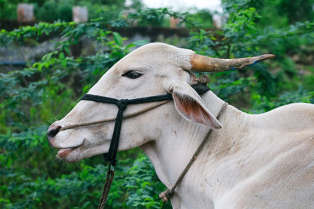 Close up of a white ox.