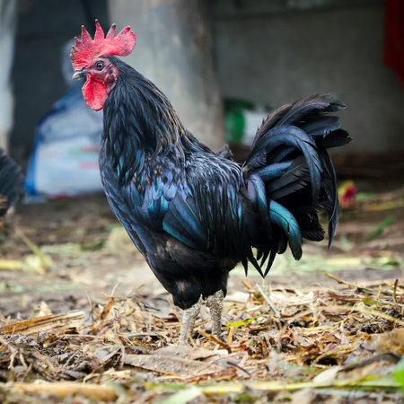 Full image of a black rooster walking.の写真素材
