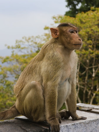 A monkey sitting near a road.
