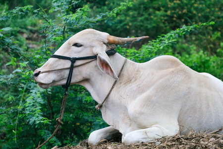 A white bull.