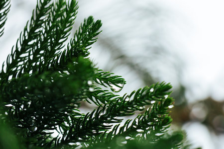 Fresh Rainwater Droplet on Conifer Branch. Detailed nature photograph capturing a single raindrop...