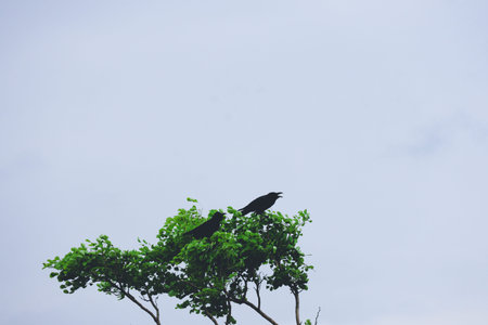 Lone Bird on Tree Top Under Cloudy Sky. A solitary bird resting on the highest branch of a lush...