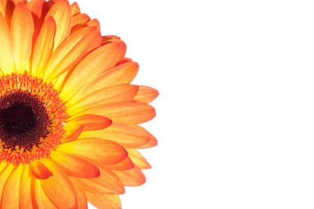 Orange gerber isolated on white backgroundの写真素材