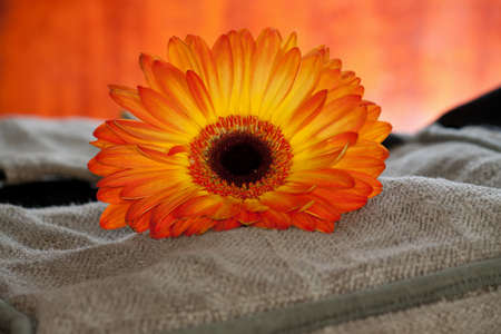Orange gerber flower on sackcloth background. Vintage tones.の写真素材