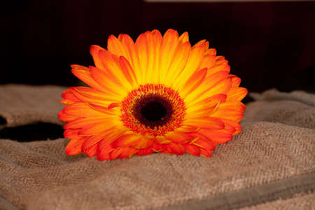 orange gerber flowers on background. Vintage tones.の写真素材