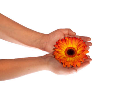 Image of a beautiful orange Gerber in handsの写真素材
