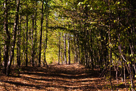 Green forest