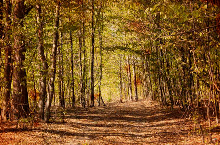 Retro Green forestの写真素材