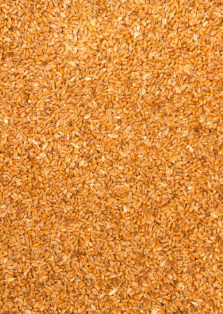 Processed organic wheat grains as agricultural background.の写真素材