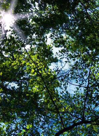 green forestの写真素材