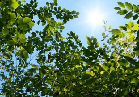 green forestの写真素材