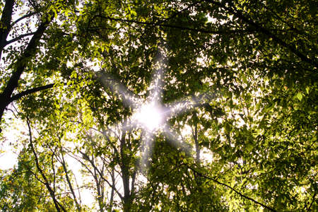 green forestの写真素材