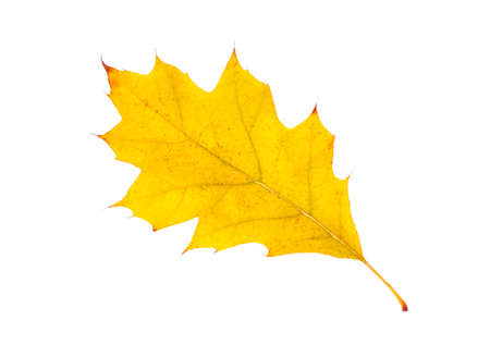 Close-up of  autumn leaf on whiteの写真素材