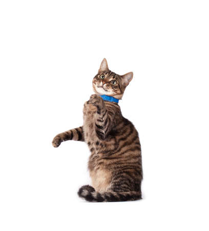 Portrait of green eyed cat isolated on white backgroundの写真素材