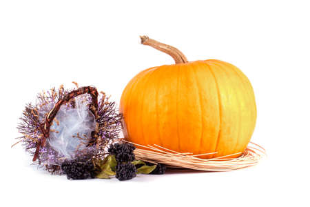 Autumn composition of  pumpkins  on white backgroundの写真素材