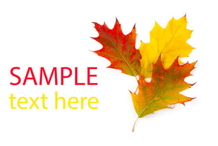 autumn maple leafs isolated on white backgroundの写真素材