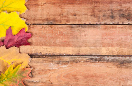 Beautiful autumn leaves on wooden backgroundの写真素材
