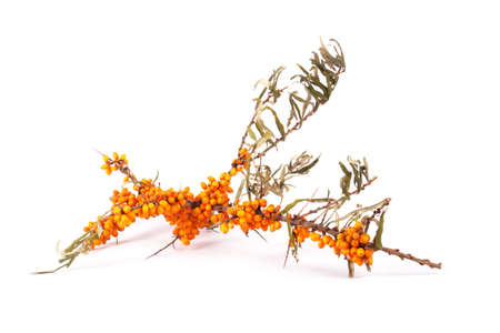 Sea buckthorn branch with berries isolated on the white backgroundの写真素材