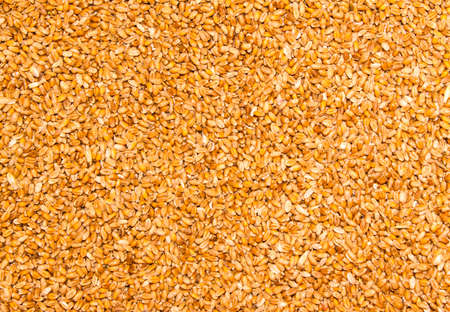 Processed organic wheat grainsの写真素材