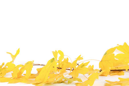 Colorful Fall leaves framing a message areaの写真素材