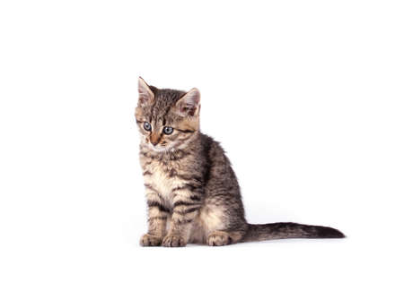 Portrait  cat isolated on white backgroundの写真素材