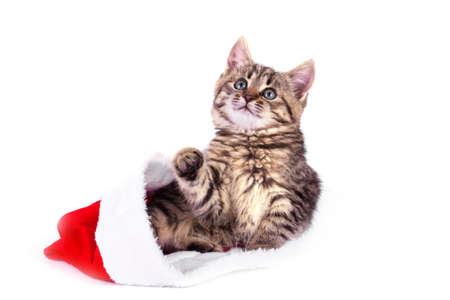 Beautiful cat in a Santa Claus hatの写真素材