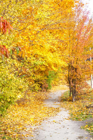 Collection of Beautiful Colorful Autumn Leavesの写真素材