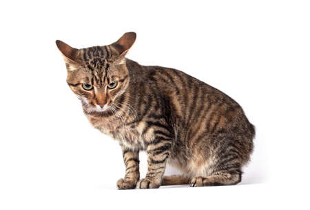 Portrait  cat isolated on white backgroundの写真素材