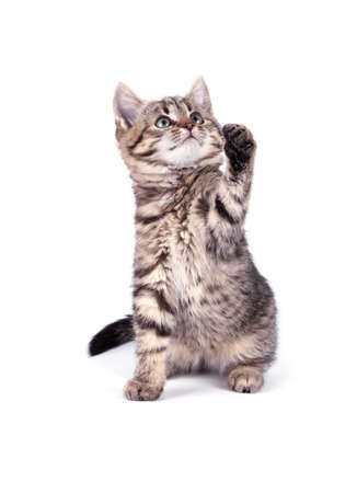 Portrait  cat isolated on white backgroundの写真素材