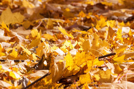 Collection of Beautiful Colorful Autumn Leaves