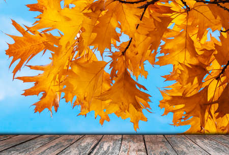 Yellow leaves background in sunny dayの写真素材