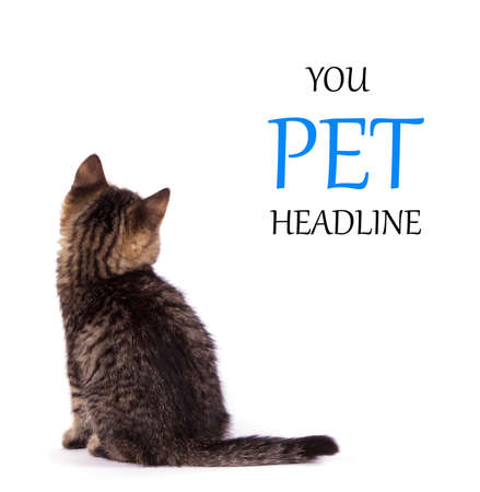 cat isolated on white background. Place for text