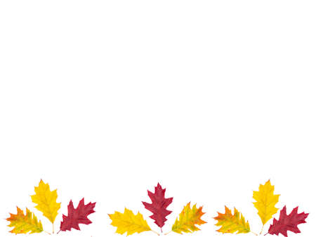collection beautiful colorful autumn leaves isolated on white backgroundの写真素材