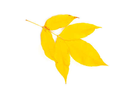 Closeup of  autumn leaf on whiteの写真素材