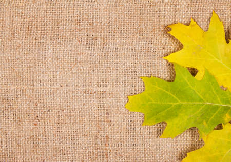 Autumn maple leaves. Nature backgroundの写真素材