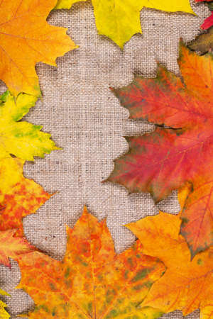 Autumn maple leaves. Nature backgroundの写真素材