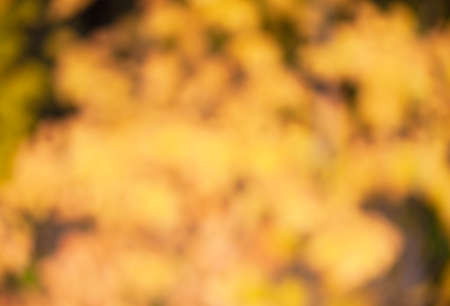 Autumn natural yellow backgroundの写真素材