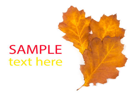 Colorful Fall leaves isolated on white backgroundの写真素材